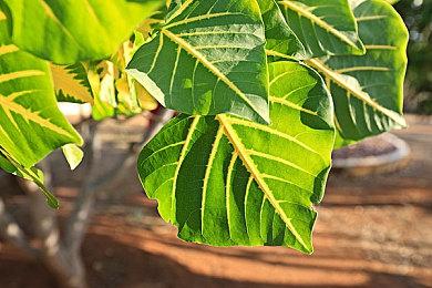 纪念系列诞生20周年 《怪物猎人20周年 大狩猎展》2024年举行