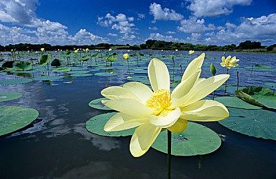 《艾尔登法环》新宣传片公布 不要迷失自我哟